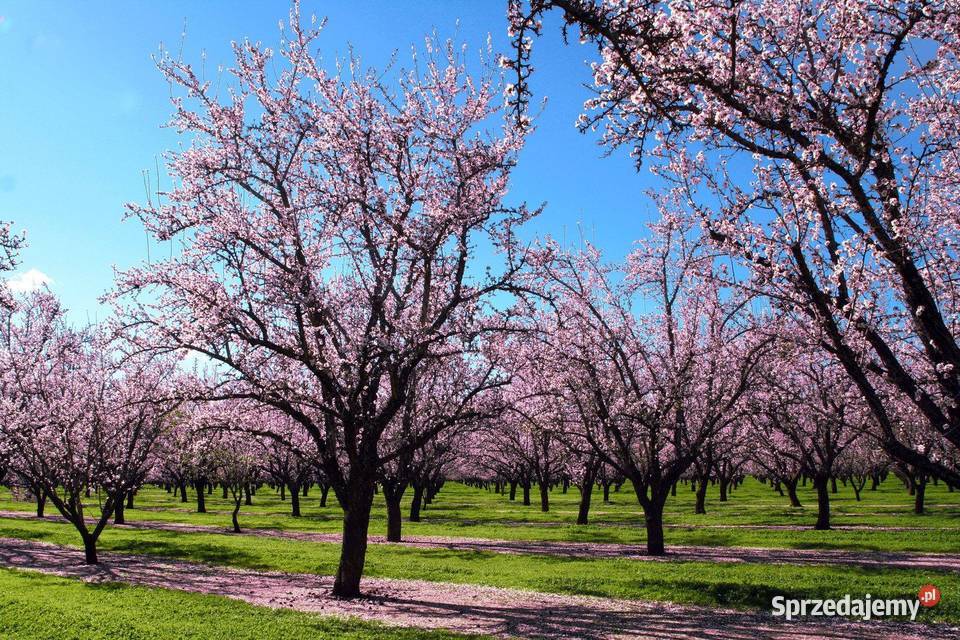 NATURALNE POLSKIE MIODY z Tradycyjnej Pasieki