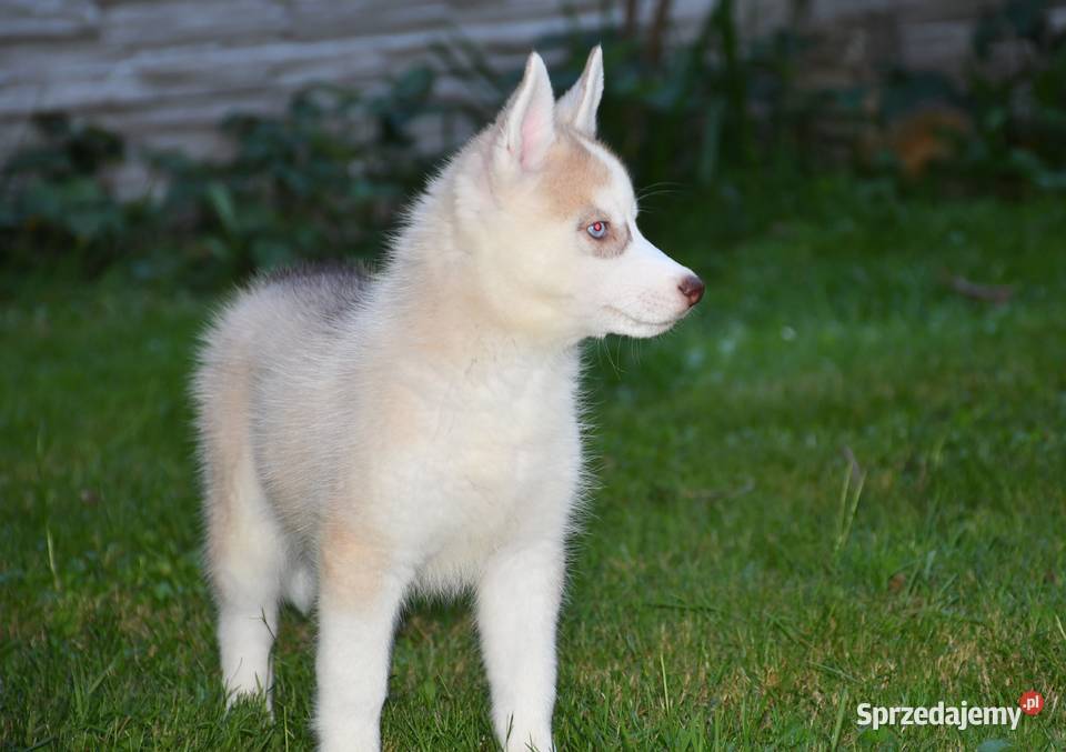 Siberian Husky Suczka niebieskooka z doskonałym Husky wielkopolskie Kalisz sprzedam
