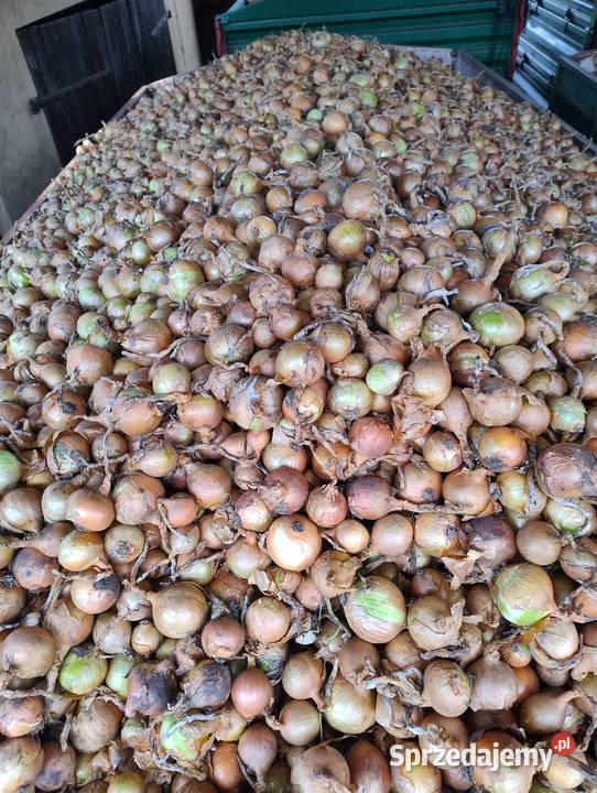Cebula odmiana Panther kujawsko-pomorskie Turlejewo