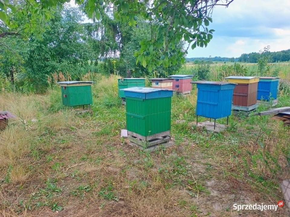 Ule wielkopolskie 12ramkowe z pszczołami Siostrzytów