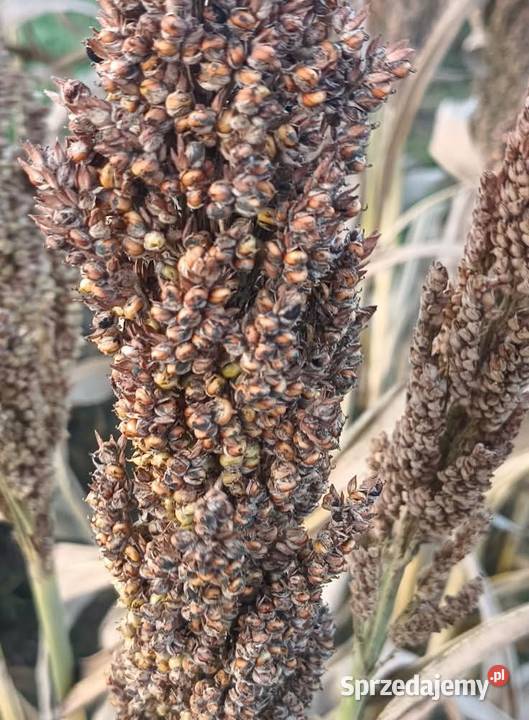 Sorgo zbiór 2025 Bronice