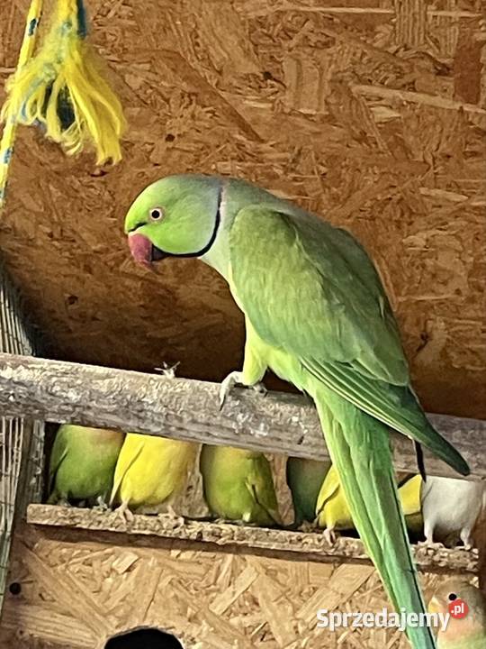 Sprzedam Aleksandretaę obrożę Tarnów