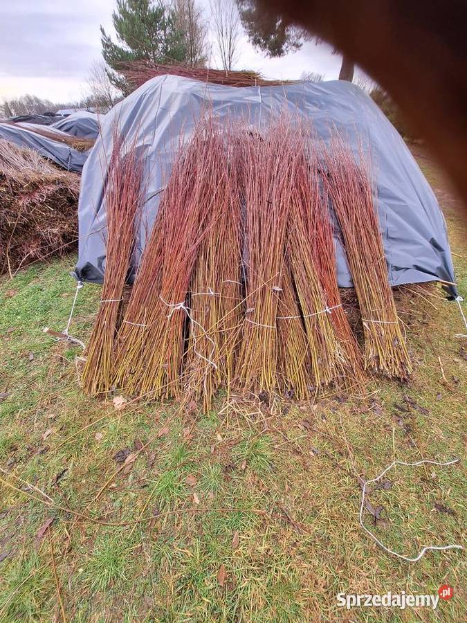 Wiklina zielona wykoszona niesortowana Leżajsk sprzedam