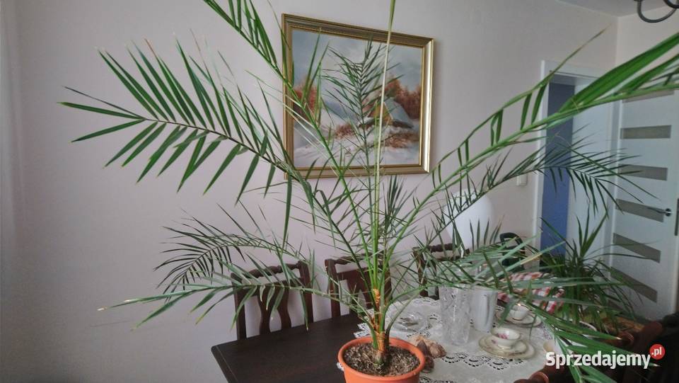 Kilkuletnia duża palma Phoenix canariensis Brwinów