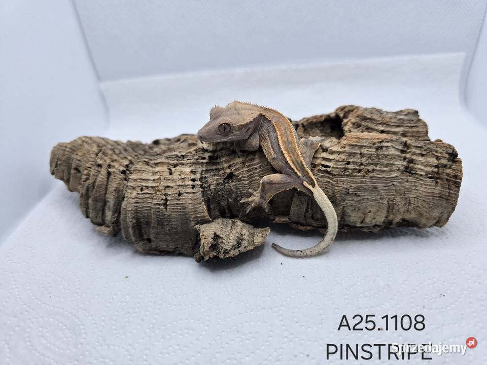 Gekony orzęsione Zawiercie