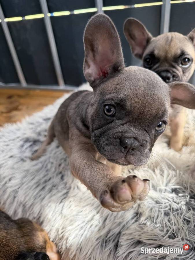 Buldog francuski szczeniak Zawoja
