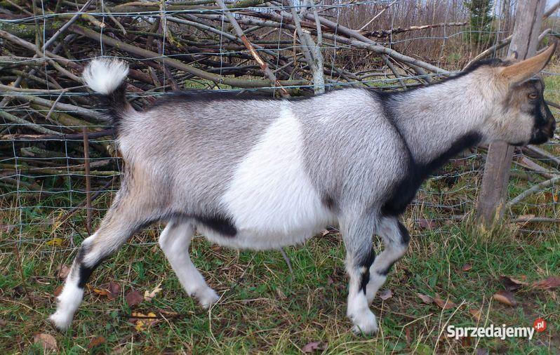zdrowy bezrożny 4miesięczny koziołek alpejski d Suwałki