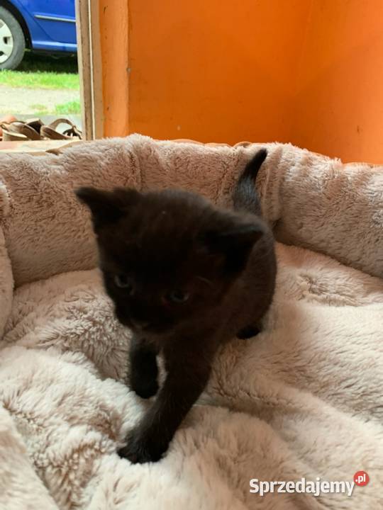 Dwa kotki szukają domu Przewrotne sprzedam