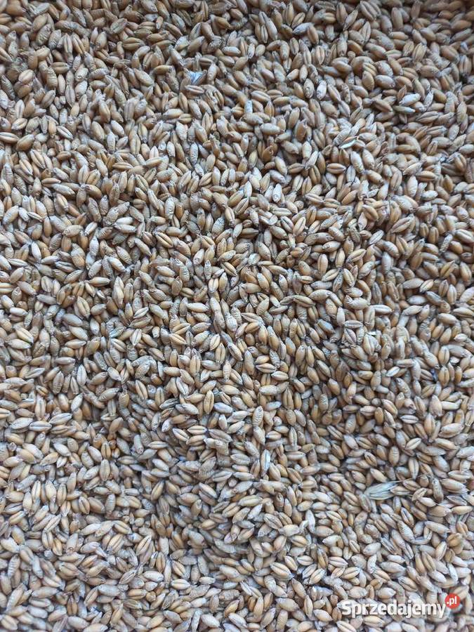 Pszenżyto Stary Gózd