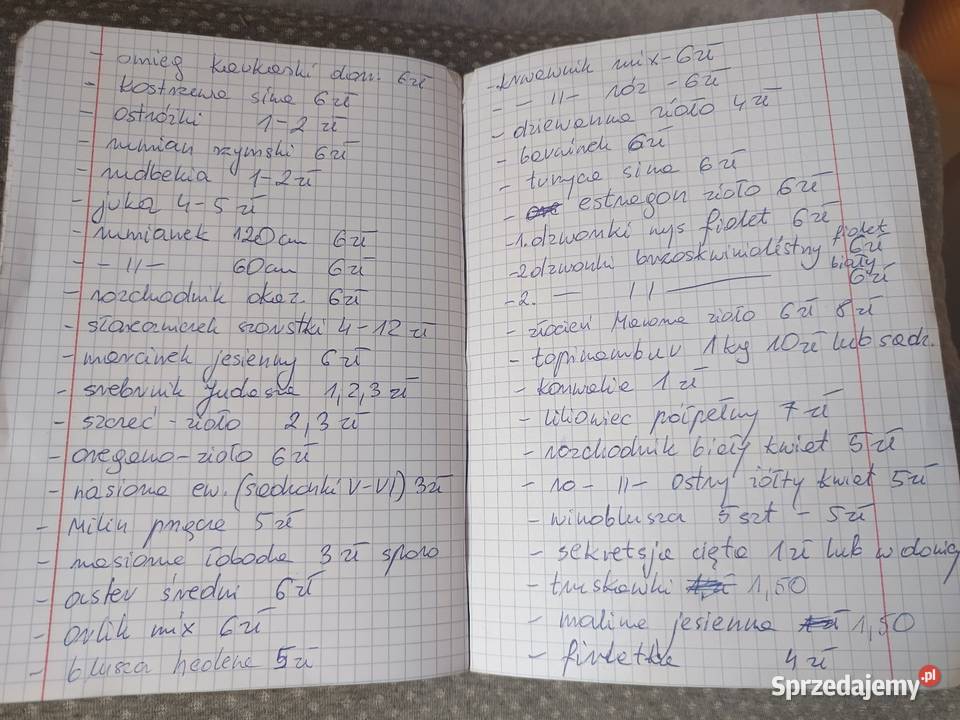 Sprzedam sadzonki truskawek kwiatów ogrodowych Rabatowe Radzyń Podlaski