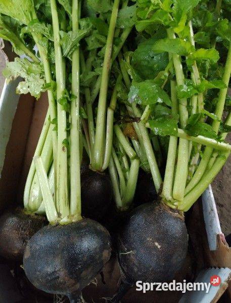 Czarna rzepa Nasiona Eco kolekcjonerskie Zdrowie Nowy Sącz