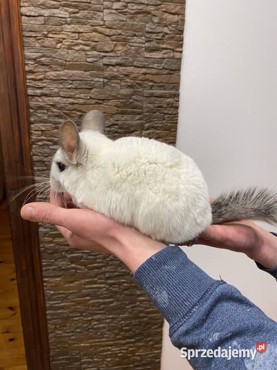 Szynszyl szynszyla szynszyle biała samica Starachowice