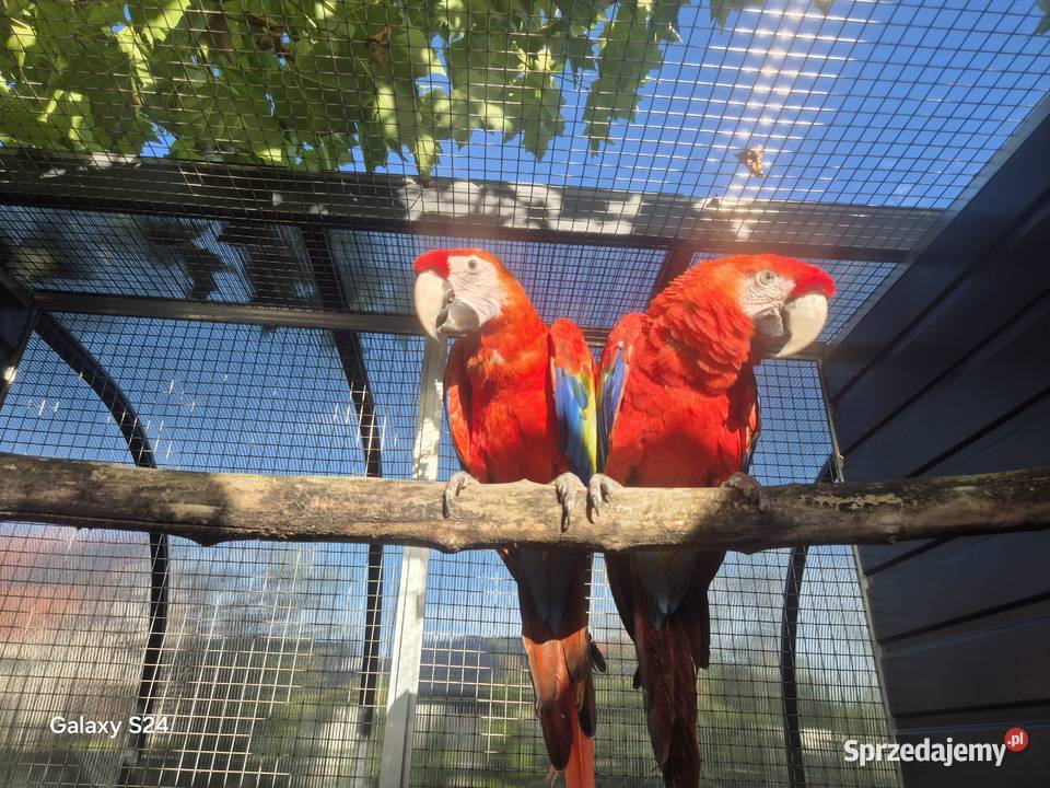 Ara Macao para Rakoniewice