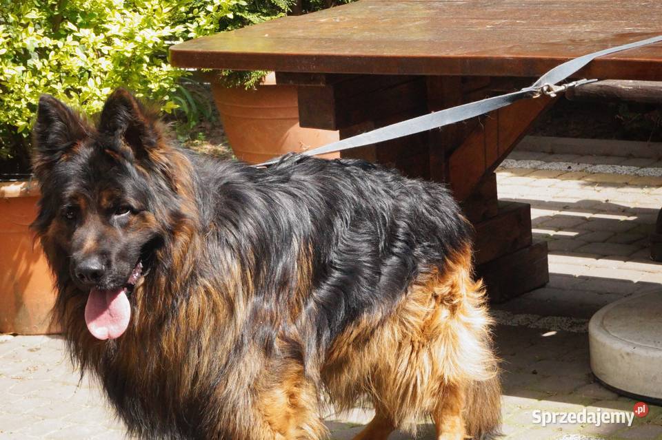 owczarek niemiecki Radom
