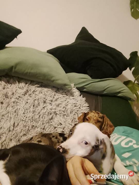 Jamnik standard merle lubelskie Garbów