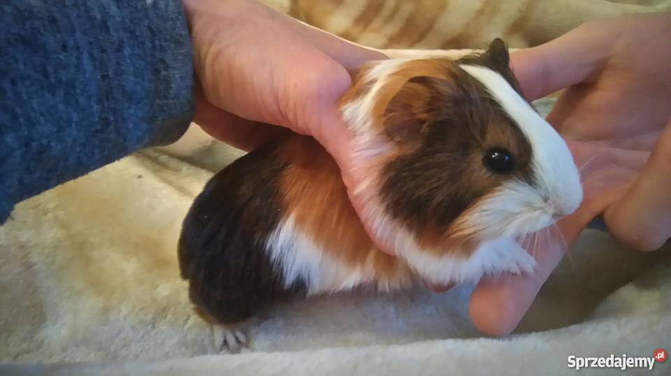 sprzedam świnki morskie Pozostałe mazowieckie