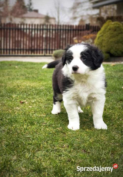 Piesek Border Collie