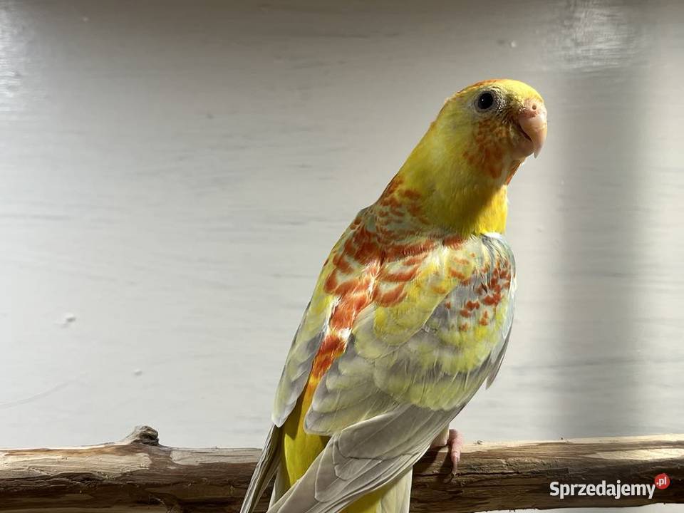 Papugi świergoty Łopoń