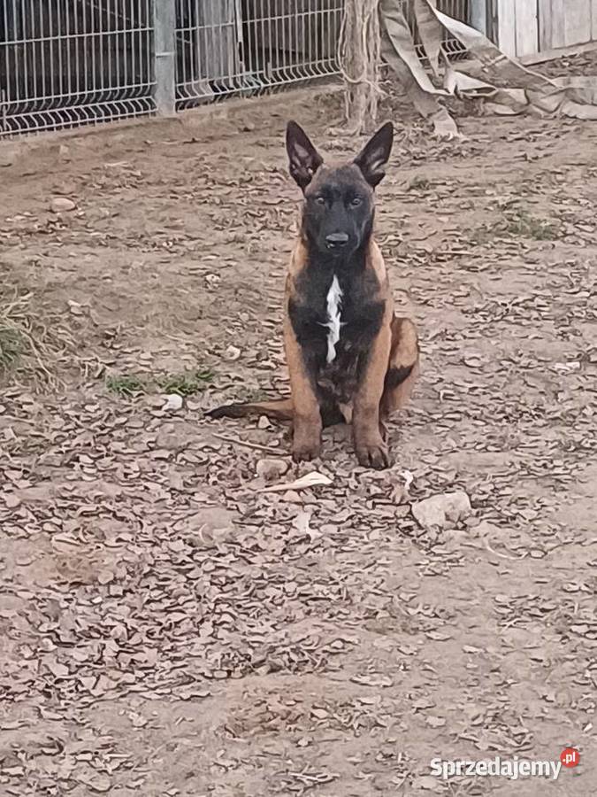 Owczarek Belgijski Zambrów