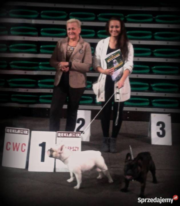 SZCZENIĘTA RASY BULDOG FRANCUSKI FCI Bydgoszcz sprzedam