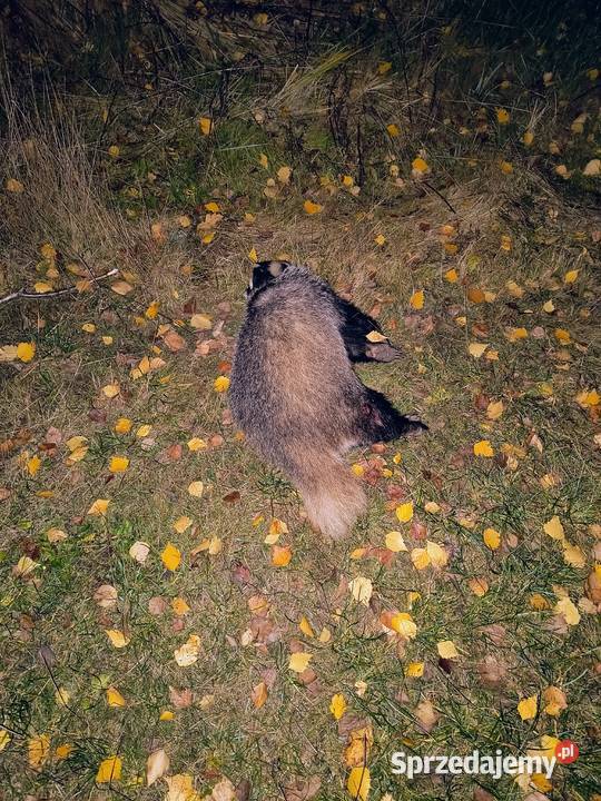 smalecsadło z borsuka Pozostałe