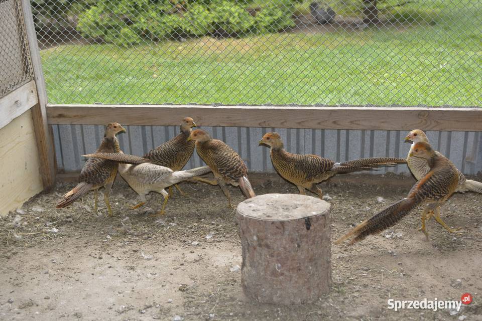 Bażanty złociste czerwone i bananowe koguty i Rzeszów