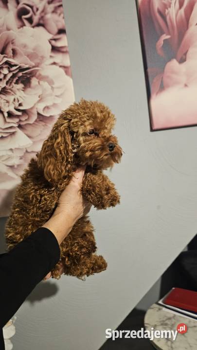 Pudel toy minireproduktor Pozostałe