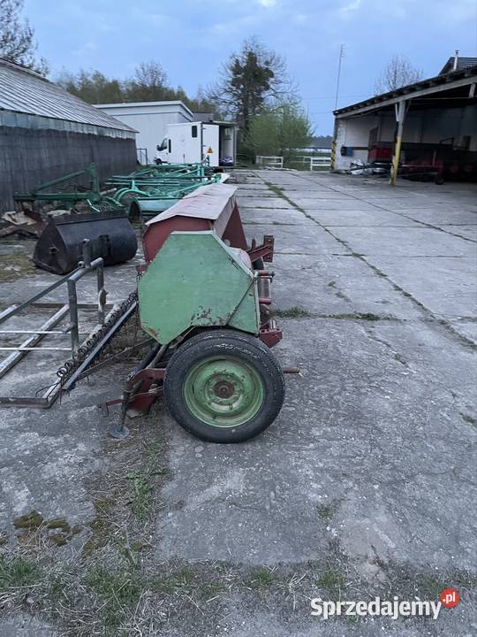 Siewnik poznaniak Zakroczym
