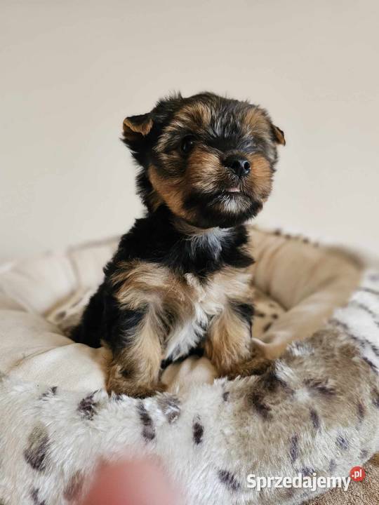 Yorkshire Terrier Samiec z Chipem Wyprawka York Częstochowa