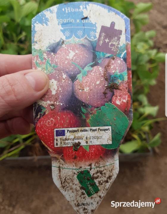 Sadzonki truskawek honeoye Pozostałe Tuliszków