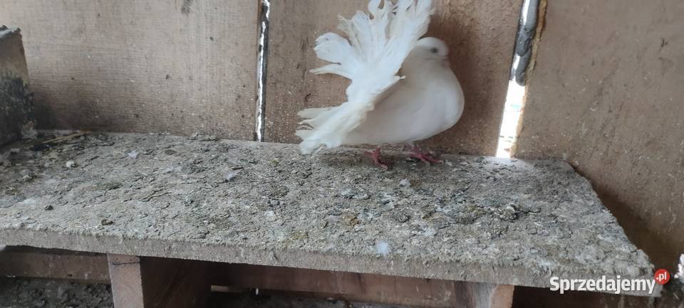 Sprzedam gołębie ozdobne Tokarówka sprzedam