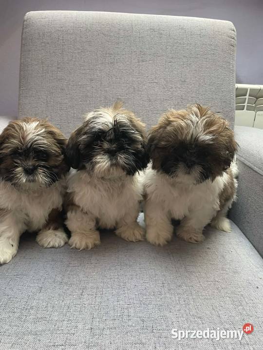 Shih tzu piesek
