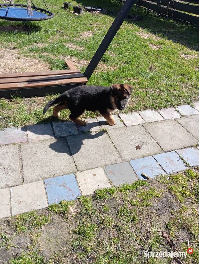 Owczarek niemiecki krótkowłosy ZKwP FCI Stare Kurowo