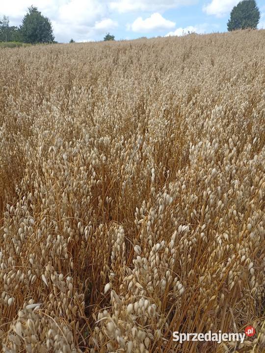 Owies Wola Rafałowska