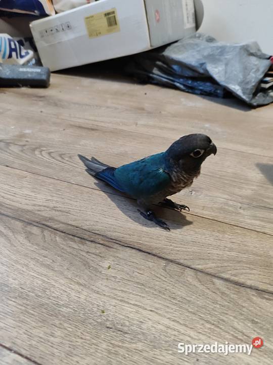 Papugi rudosterki ręcznie karmione