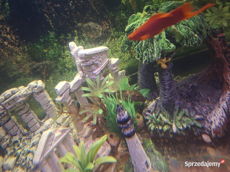 Sprzedam akwarium Nowy Targ