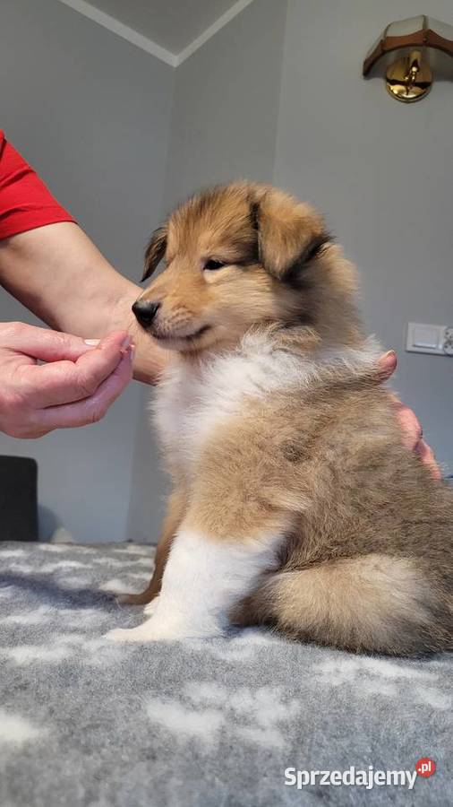 Collie OwczareSzkocki Długowłosy szczenięta ZKwP Zwierzęta Wrocław