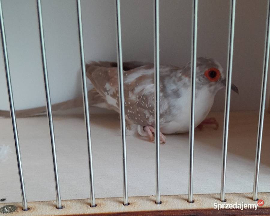 Gołąbki diamentowe szeki Wadowice sprzedam