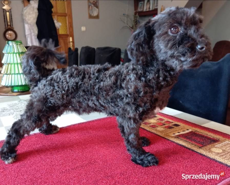 Rezerwacja Hebe Sunia rasy Rosyjska Bolonka Radliniec