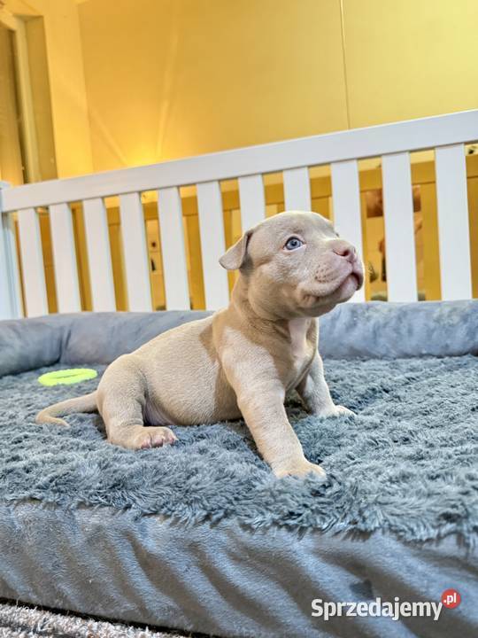 Samiec American Bully Pocket Inowrocław