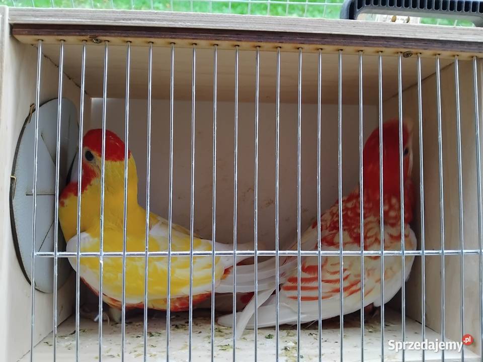 Papugi rozelle Prabuty