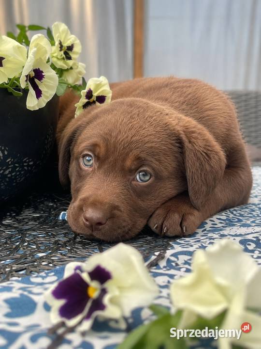 Labrador Retriever suczka 2 ojcu pochodzenia FCI Katowice