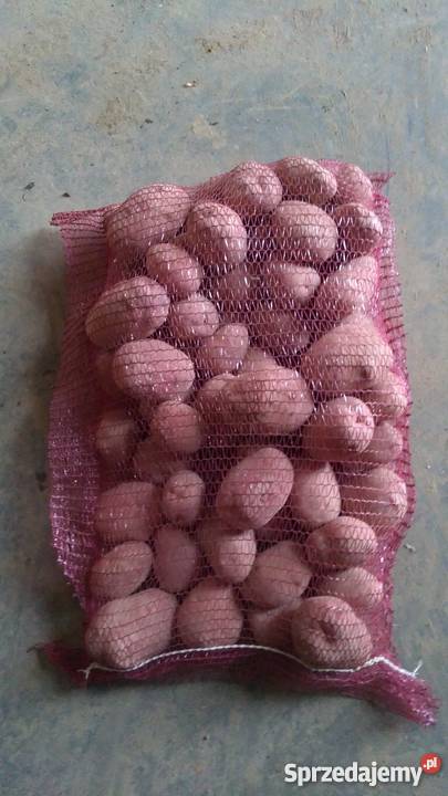 Sprzedam ziemniaki jadalne Marabell Bellarosa Borów-Kolonia sprzedam
