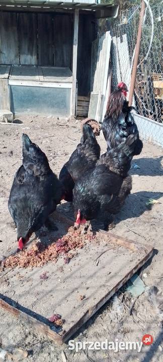 Sprzedam jaja lęgowe kur rasy marans Sarnów