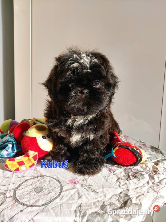 Shihtzu Shih Tzu śląskie