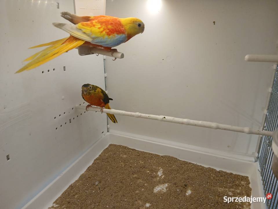 Łąkówki turkusowe samice