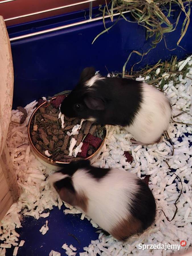 Sprzedam świnki morskie Samin