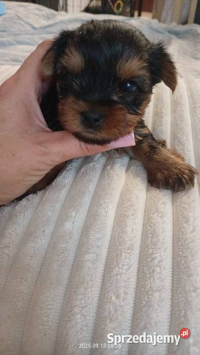 Jedna dziewczynka i dwóch chłopaków śląskie Mochała