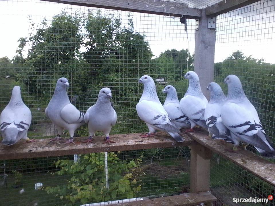 golebie standarty Legnica sprzedam