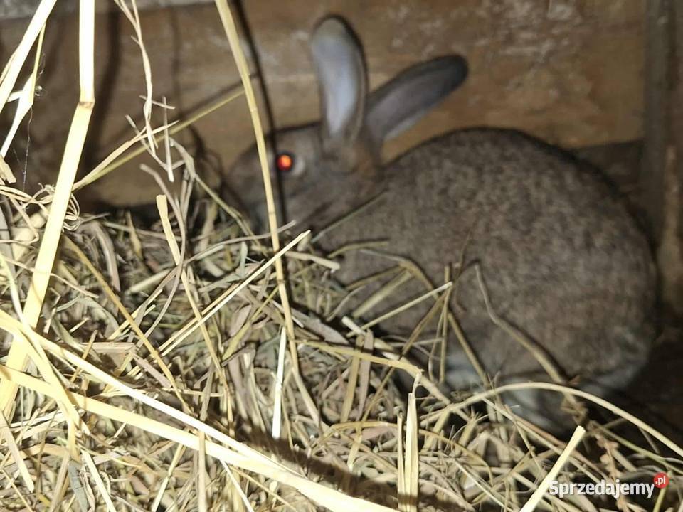 Sprzedam królika samca dorodnego Radlna
